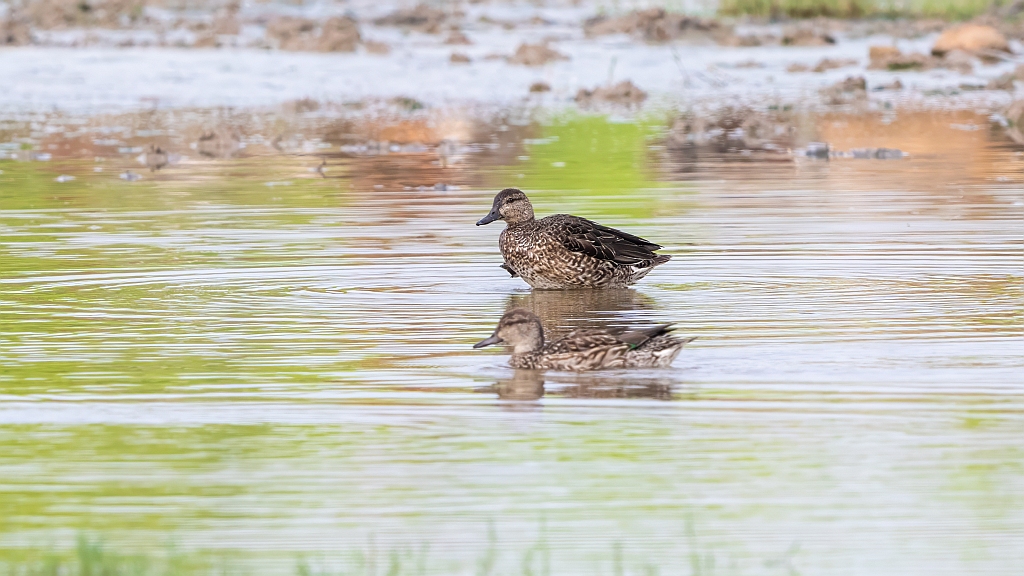 Common Teal